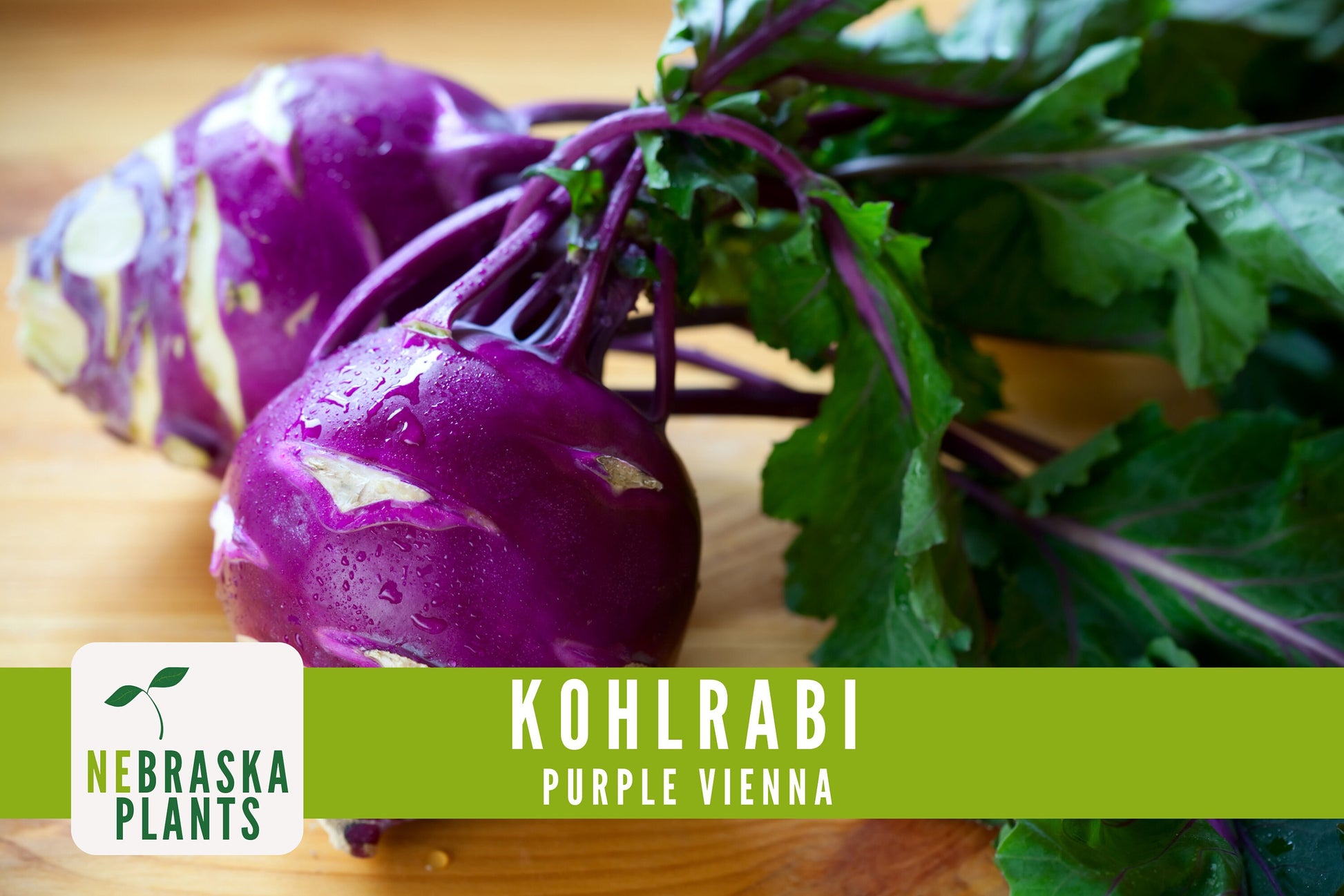 Organic Purple Vienna Kohlrabi Seeds - Nebraska Seeds