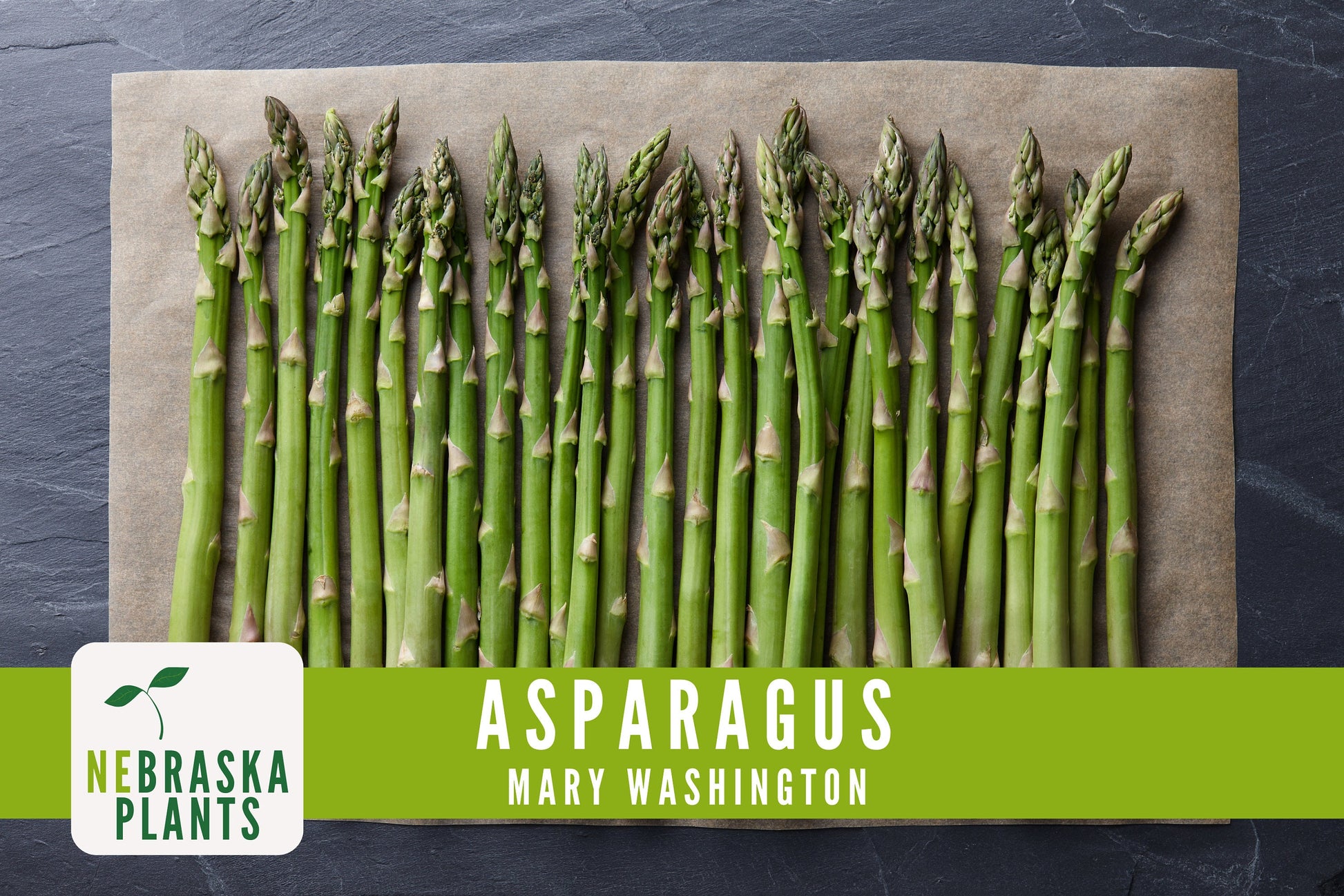 Mary Washington Asparagus Seeds - Nebraska Seeds