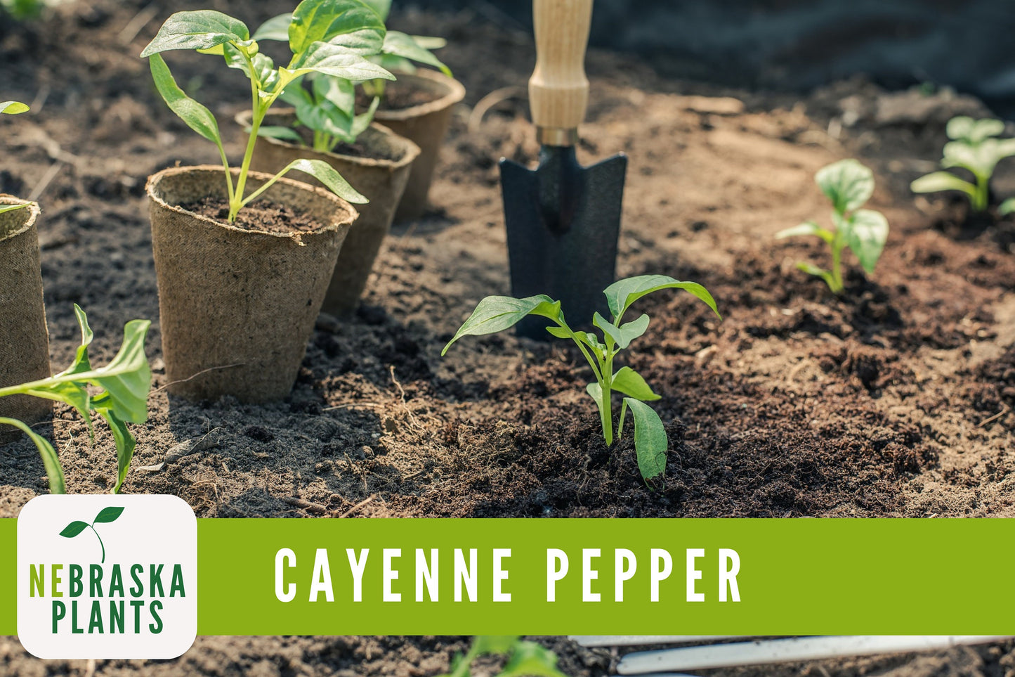 Long Slim Hot Heirloom Cayenne Pepper Seeds - Nebraska Seeds