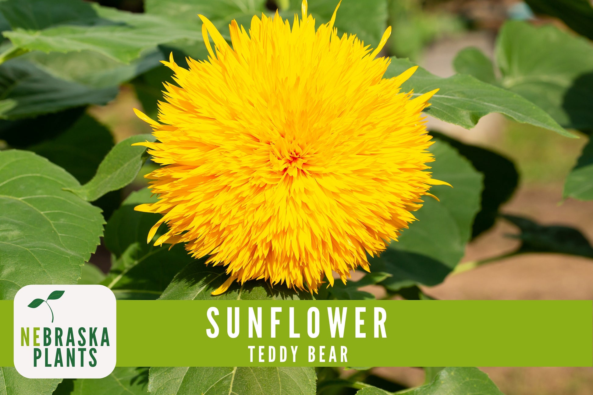 Sunflower Seeds - Teddy Bear Heirloom Sunflower Seeds - Nebraska Seeds