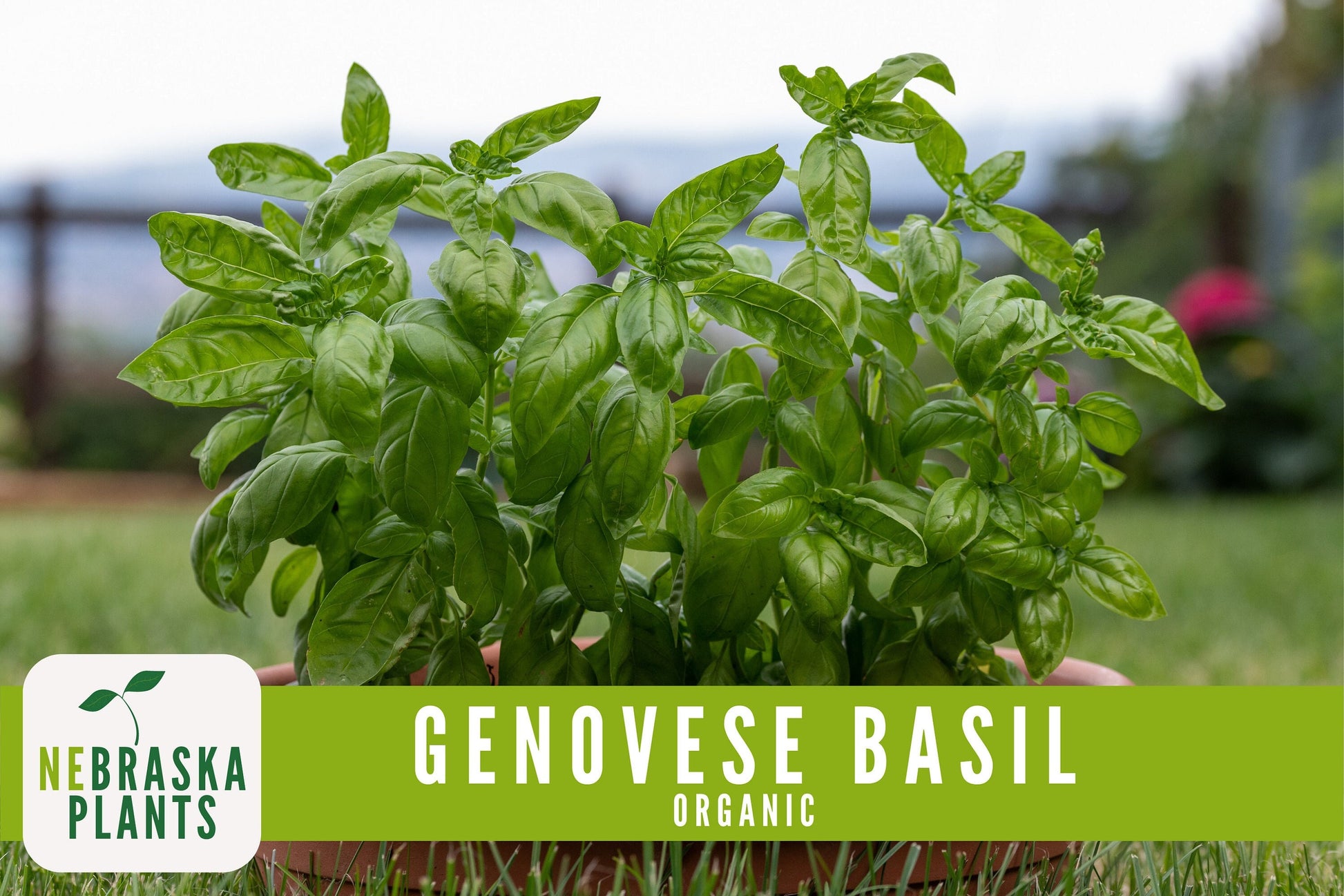 Organic Genovese Heirloom Basil Seeds - Nebraska Seeds