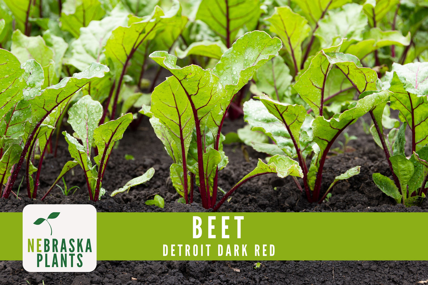 Detroit Dark Red Beet Seeds - Nebraska Seeds