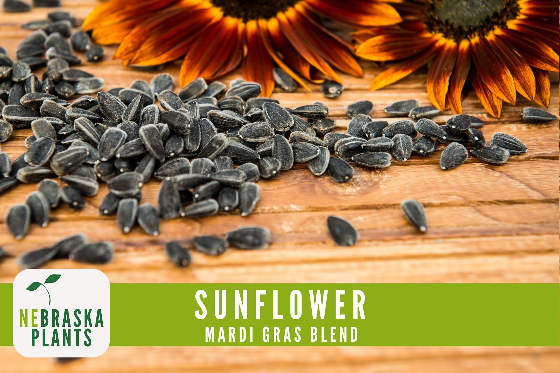 Mardi Gras Sunflower Seeds - Nebraska Seeds