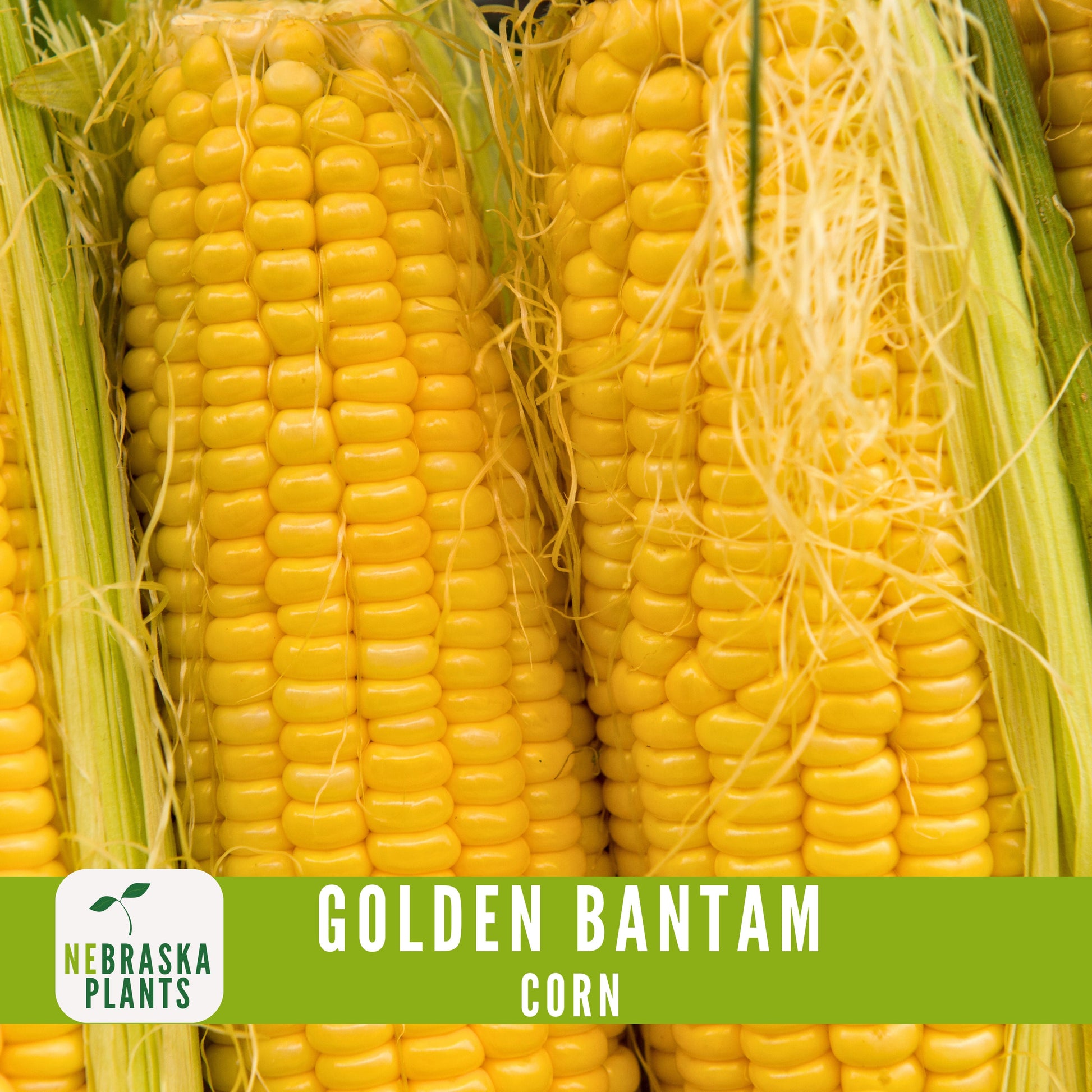 Golden Bantam Corn Seeds - Nebraska Seeds