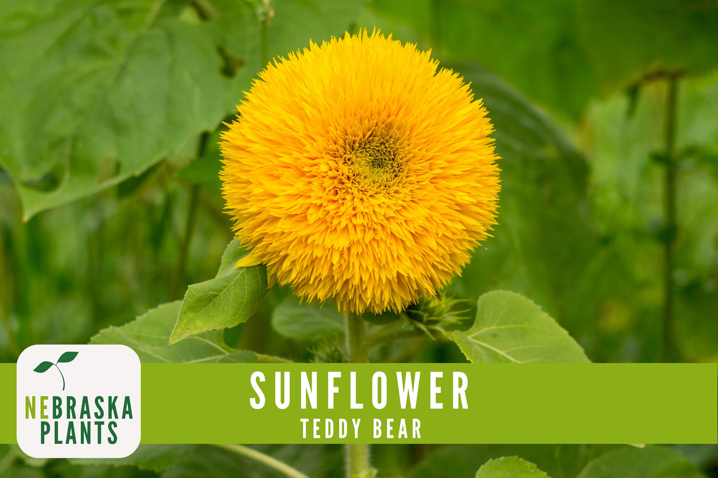 Sunflower Seeds - Teddy Bear Heirloom Sunflower Seeds - Nebraska Seeds