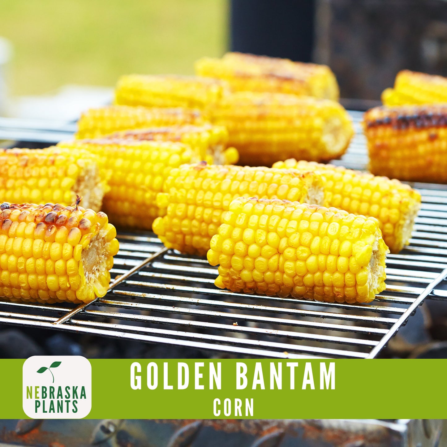 Golden Bantam Corn Seeds - Nebraska Seeds