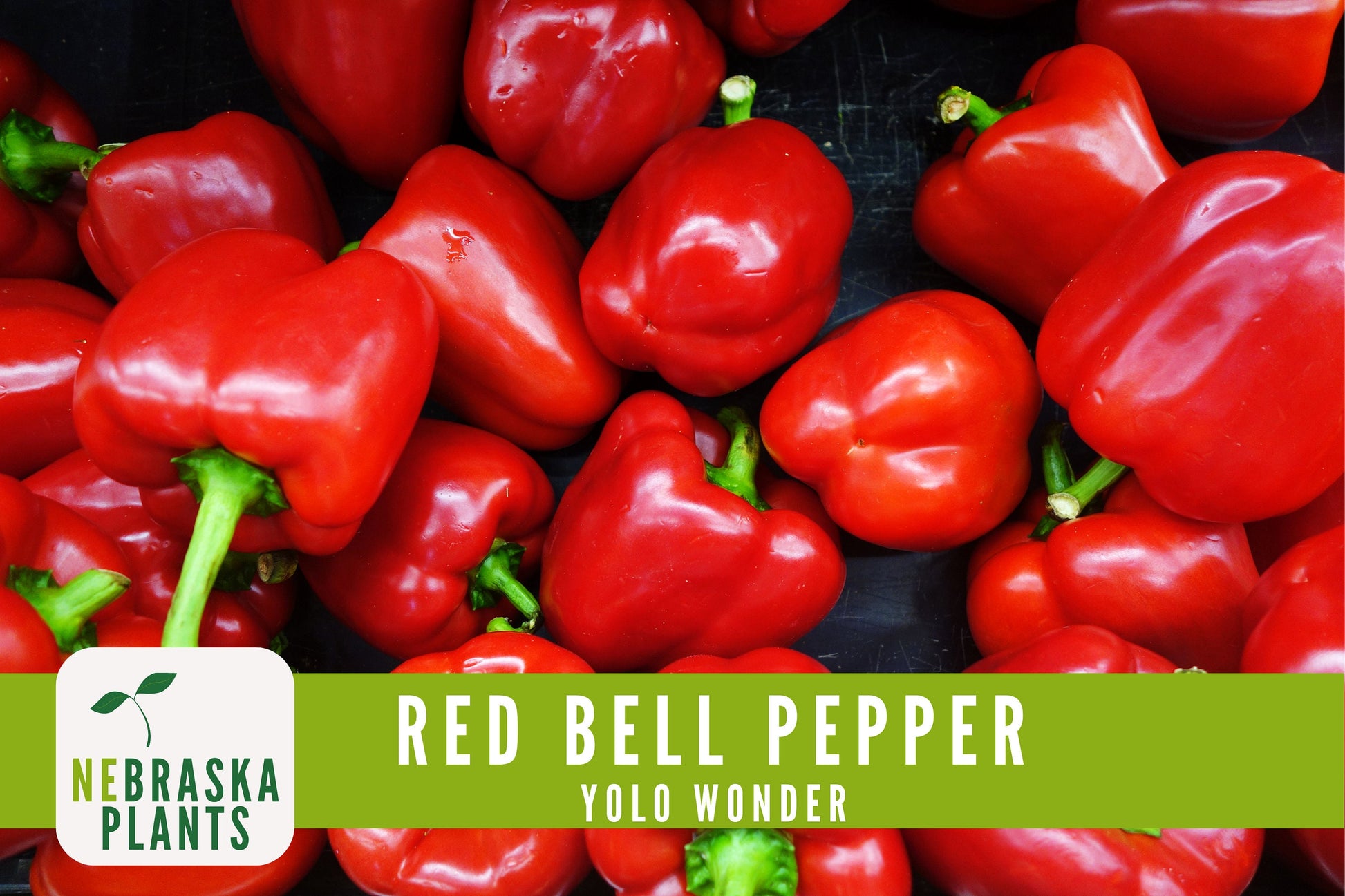 Red Bell Pepper Seeds - Yolo Wonder Heirloom Red Pepper Seeds - Nebraska Seeds