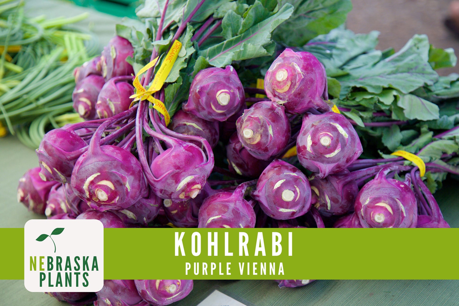 Organic Purple Vienna Kohlrabi Seeds - Nebraska Seeds