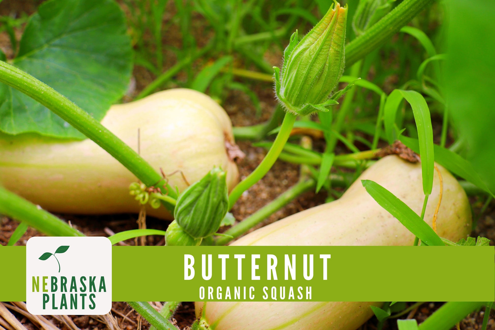 Organic Waltham Butternut Squash Seeds - Nebraska Seeds