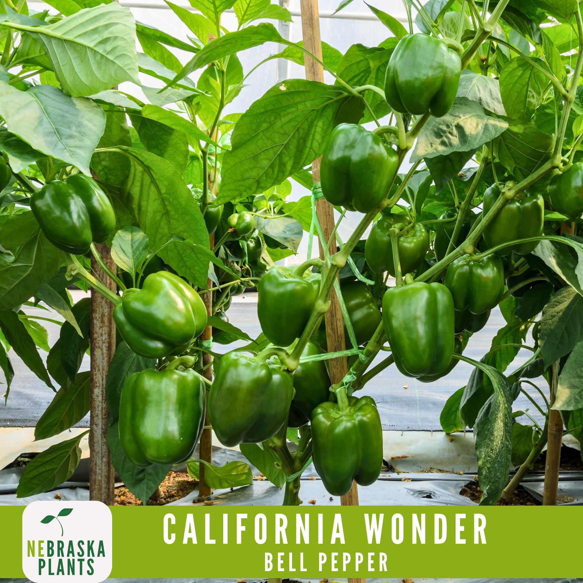 California Wonder Heirloom Bell Pepper Seeds - Nebraska Seeds