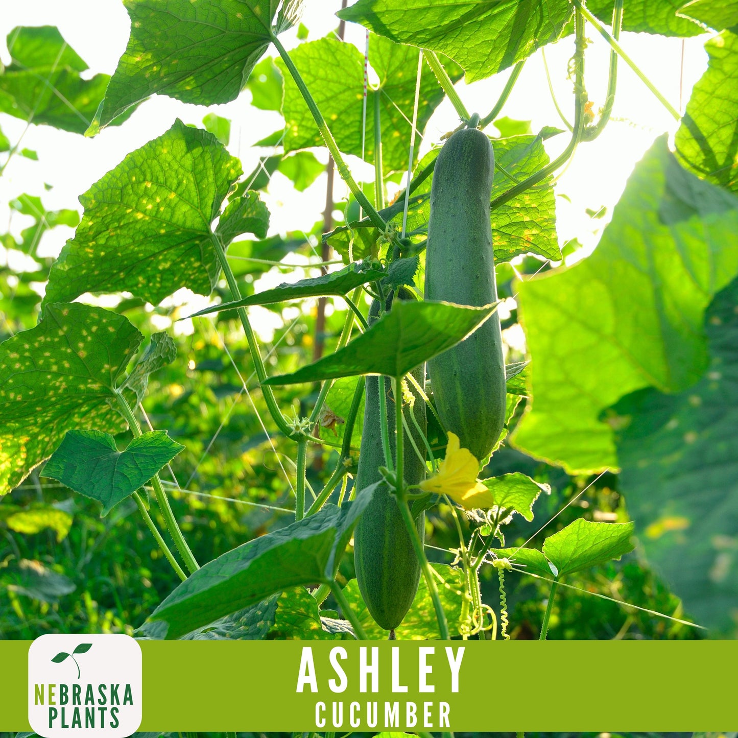 Ashley Cucumber Seeds - Nebraska Seeds