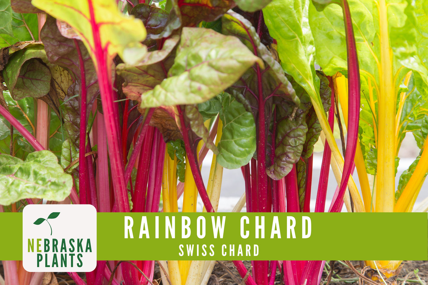 Swiss Chard Seeds - Rainbow Swiss Chard Heirloom Seeds - Nebraska Seeds