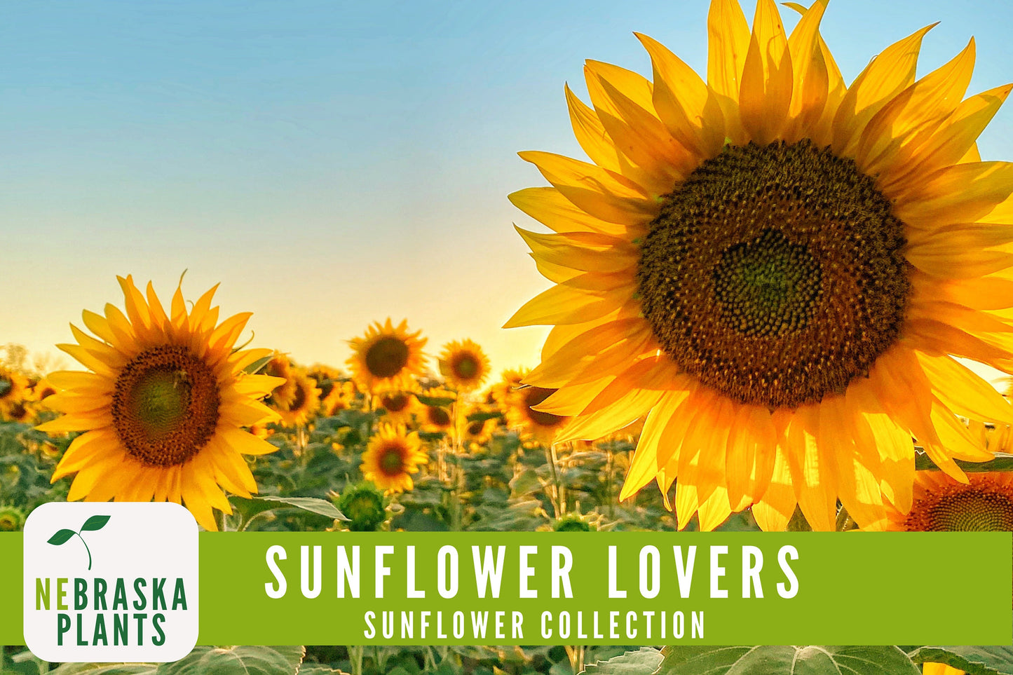 Sunflower Lovers Collection - 4 Heirloom Sunflower Seed Varieties - Nebraska Seeds