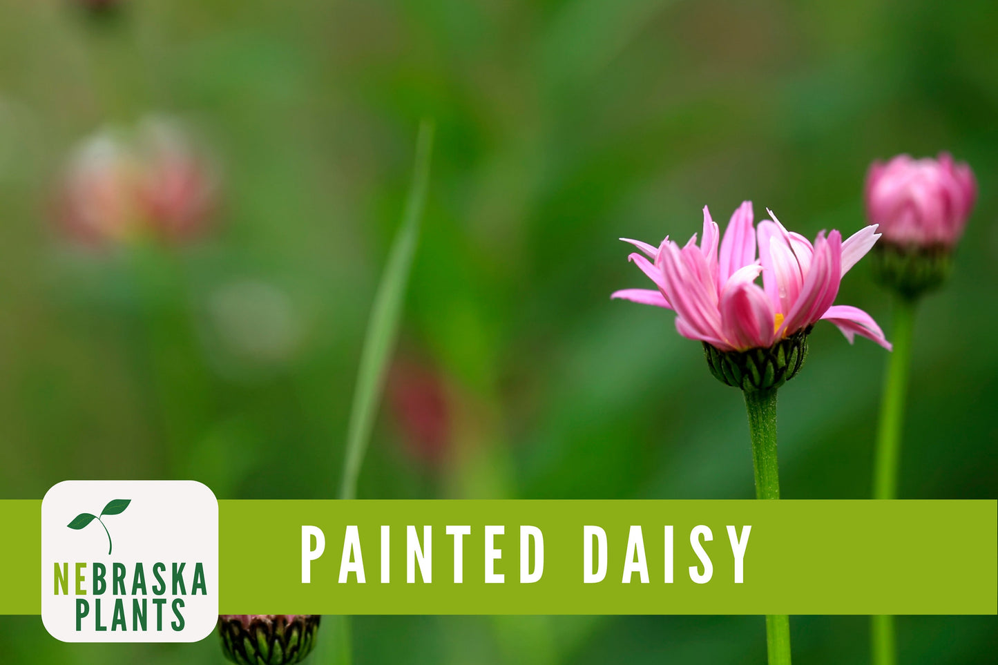 Painted Daisy Heirloom Flower Seeds - Nebraska Seeds