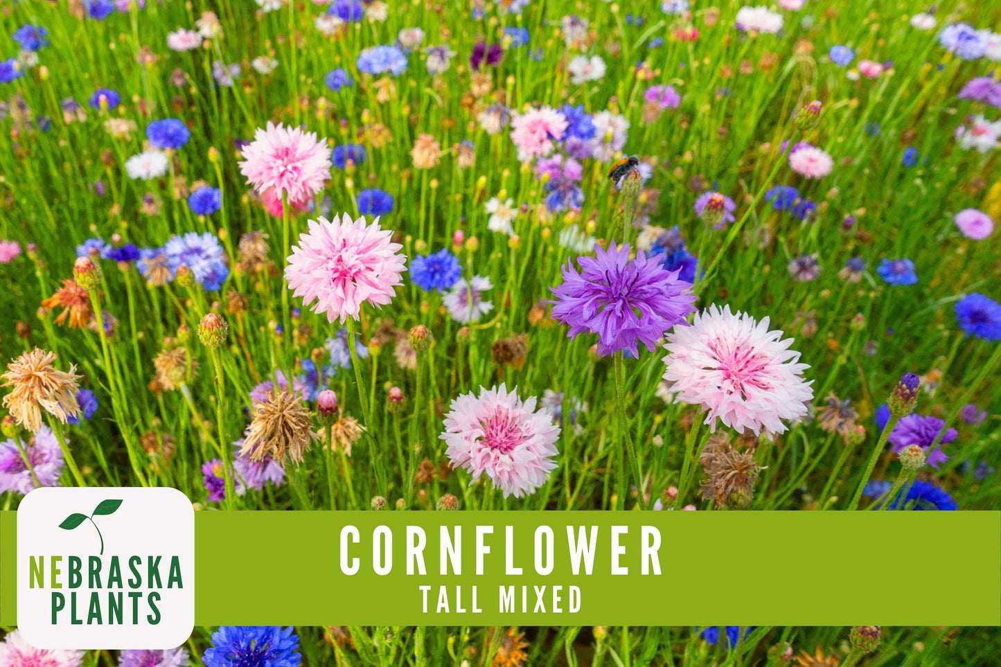 Tall Mixed Heirloom Cornflower Seeds - Nebraska Seeds