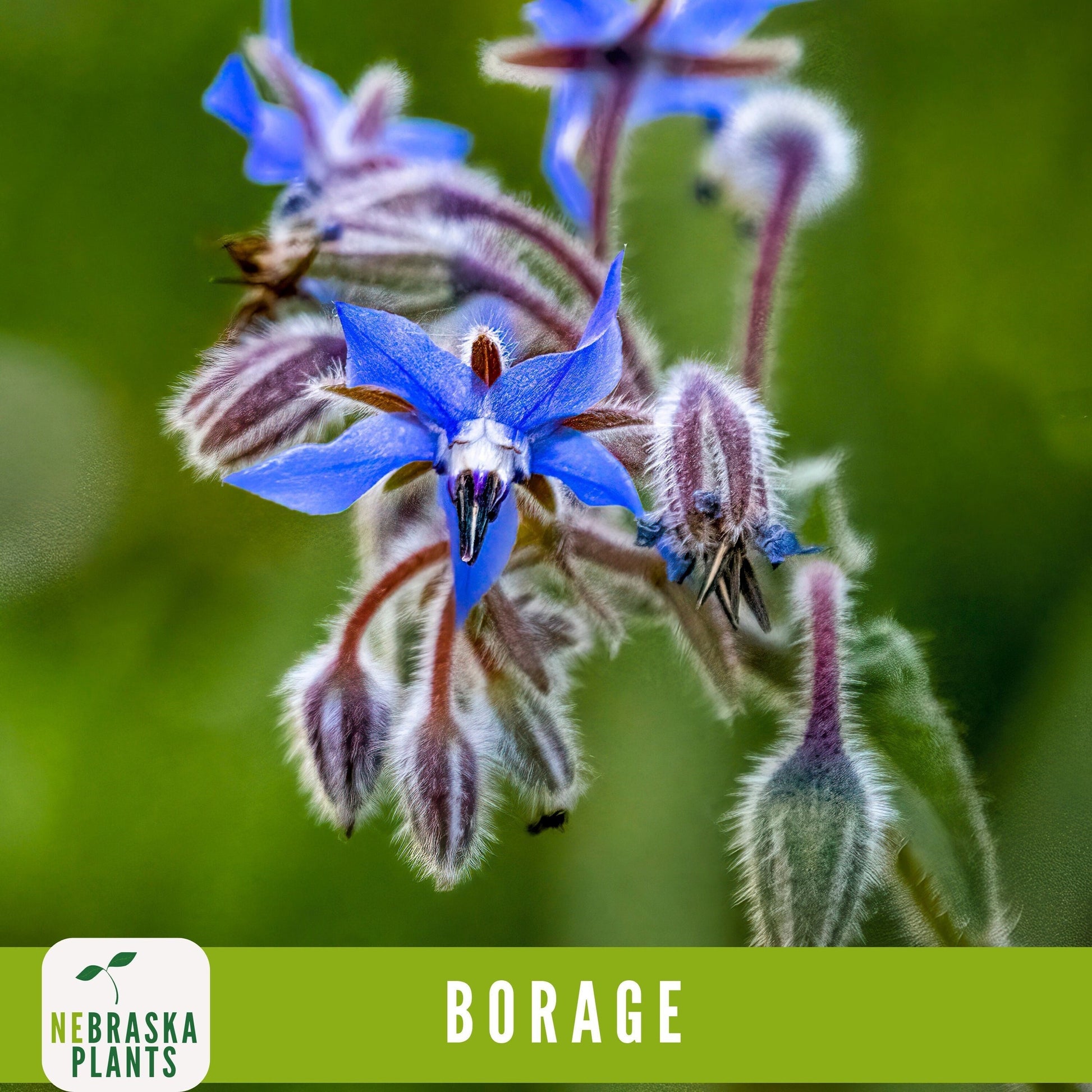 Borage Seeds - Nebraska Seeds