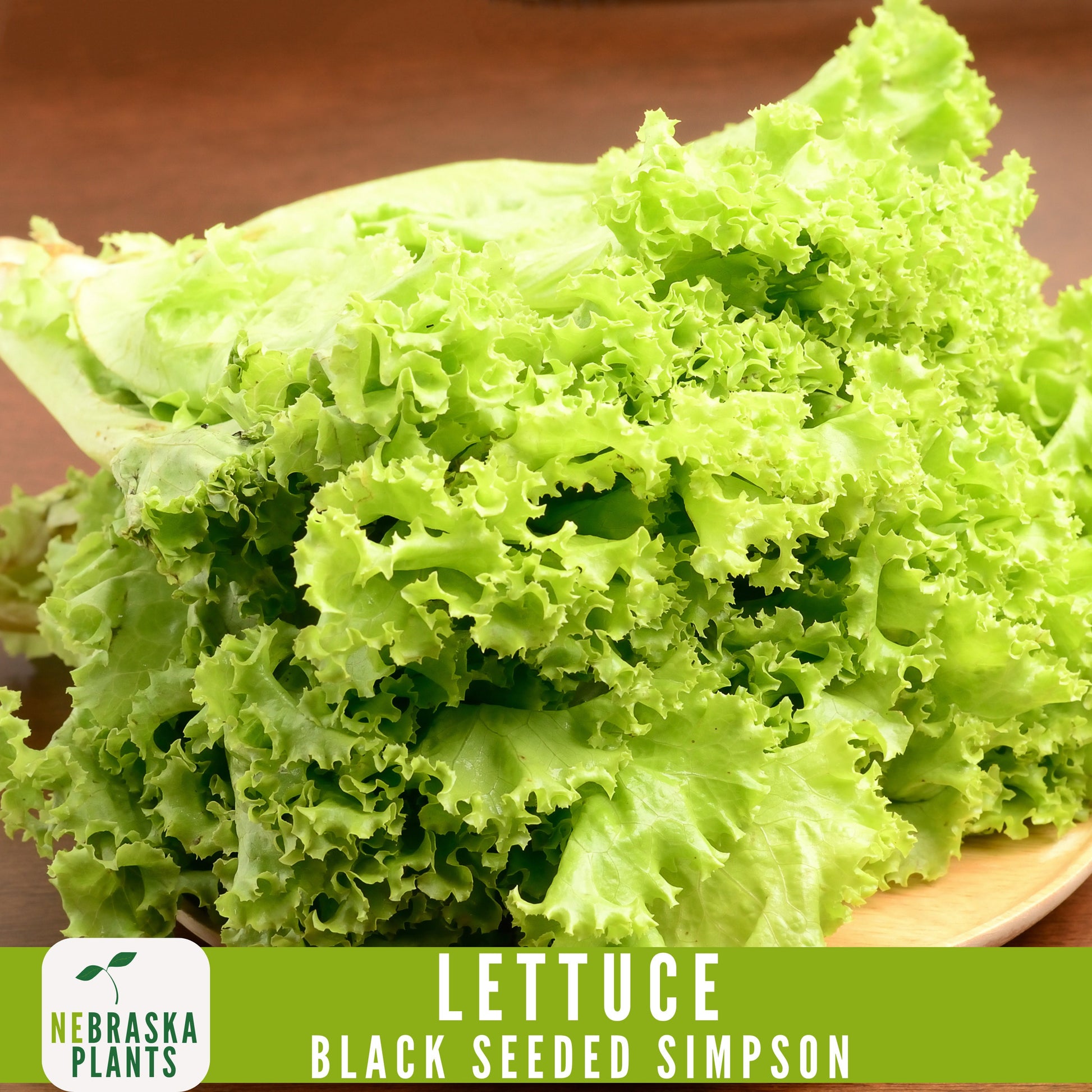 Black Seeded Simpson Lettuce Seeds - Nebraska Seeds