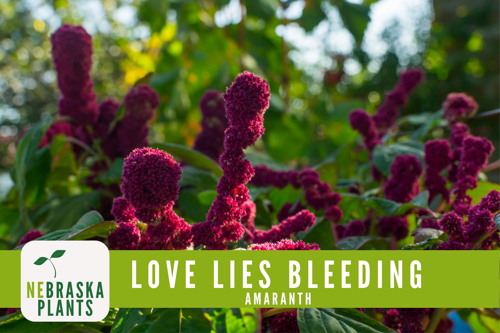 Love Lies Bleeding Amaranth Seeds - Nebraska Seeds