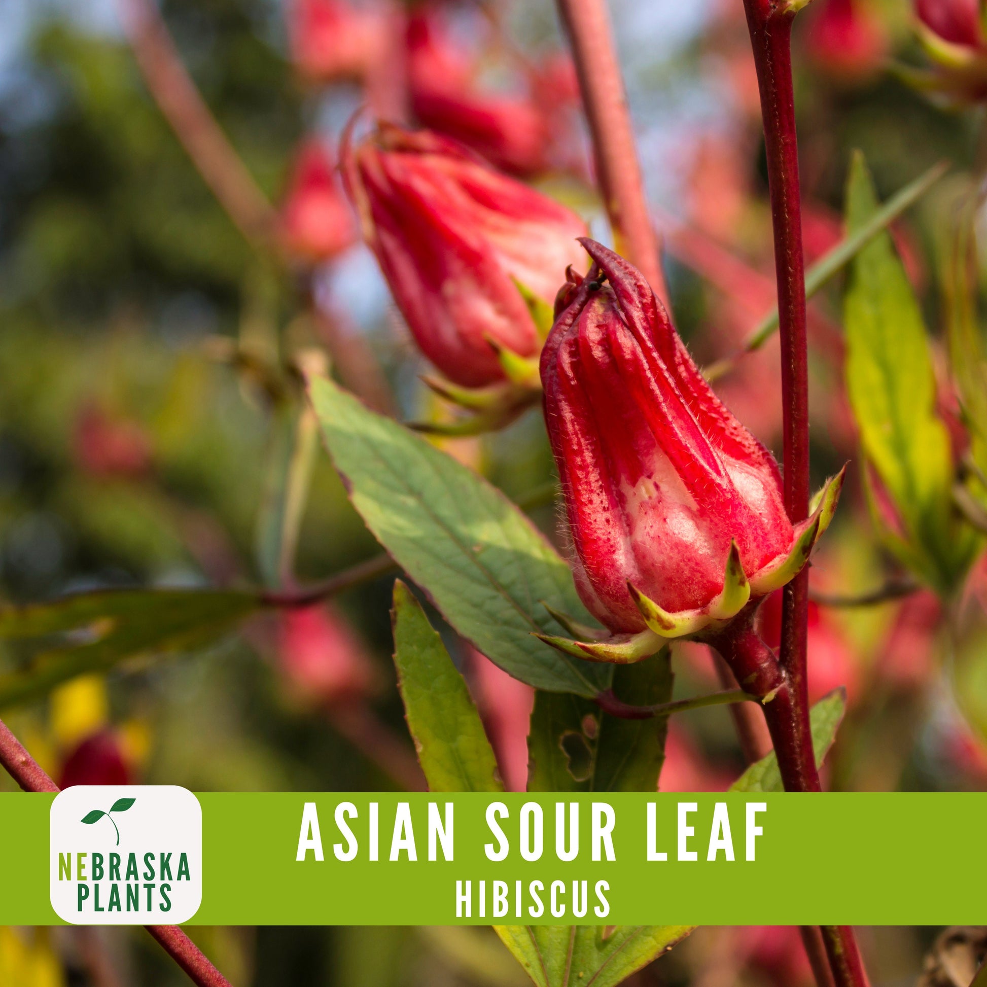 Asian Sour Leaf Hibiscus (Roselle) Seeds - Nebraska Seeds