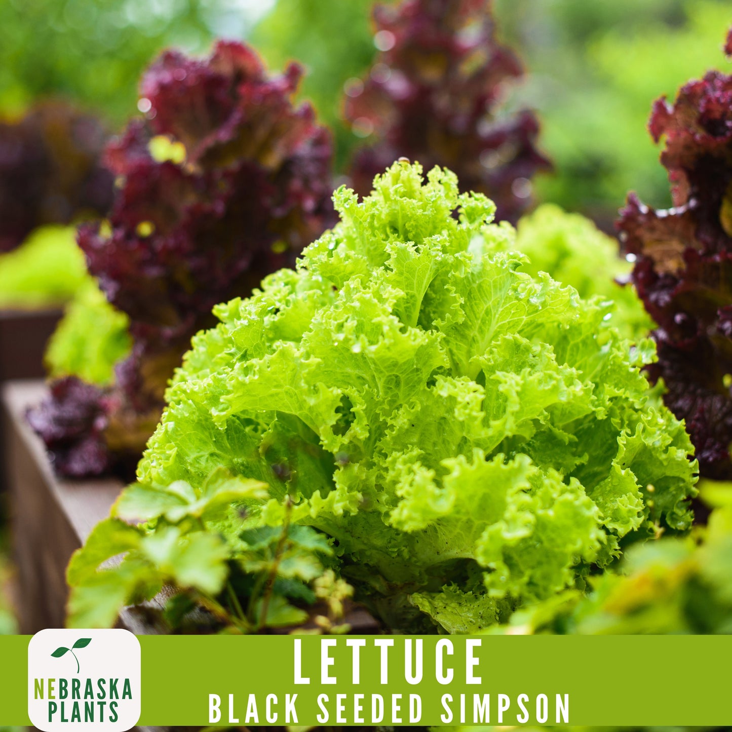 Black Seeded Simpson Lettuce Seeds - Nebraska Seeds