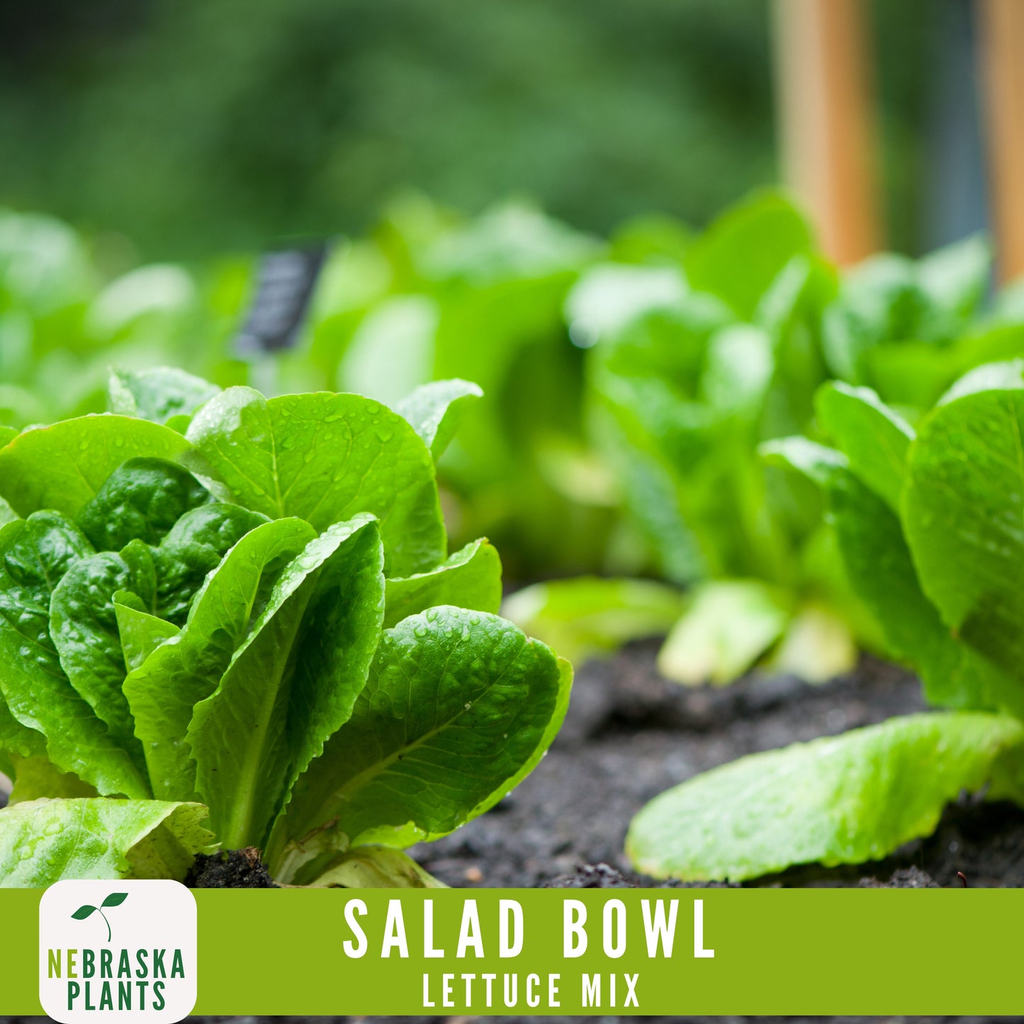 Salad Bowl Container Mix - Heirloom Lettuce Seeds - Nebraska Seeds