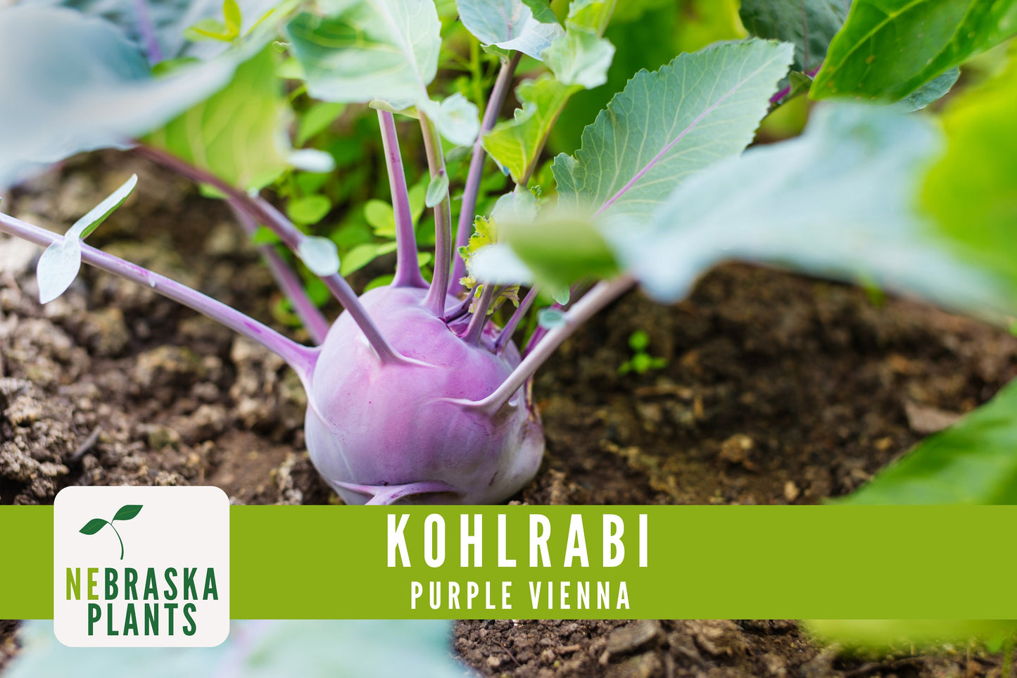 Organic Purple Vienna Kohlrabi Seeds - Nebraska Seeds