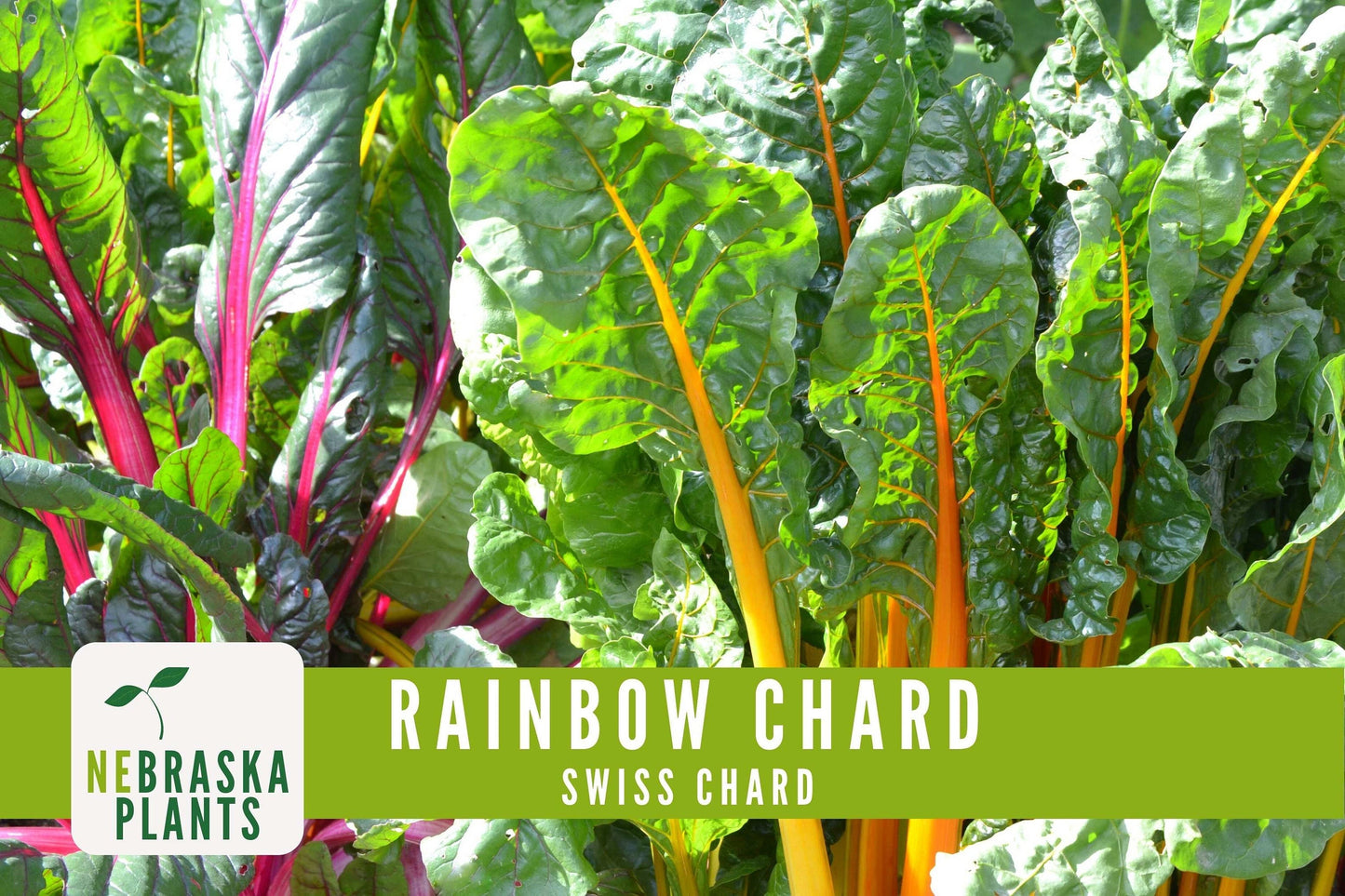 Swiss Chard Seeds - Rainbow Swiss Chard Heirloom Seeds - Nebraska Seeds