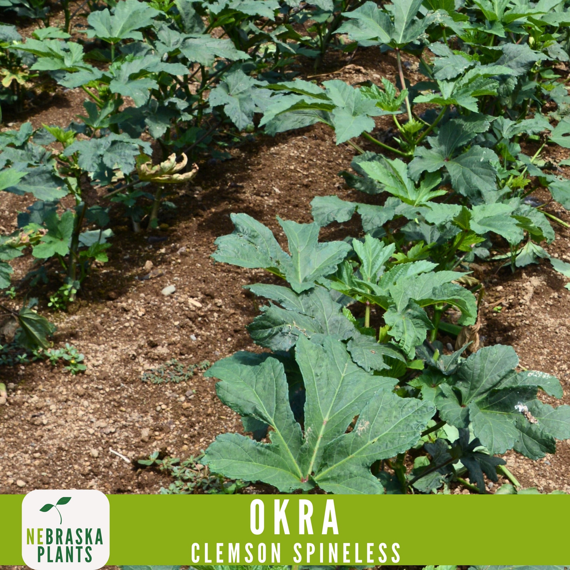 Clemson Spineless Okra Seed - Nebraska Seeds