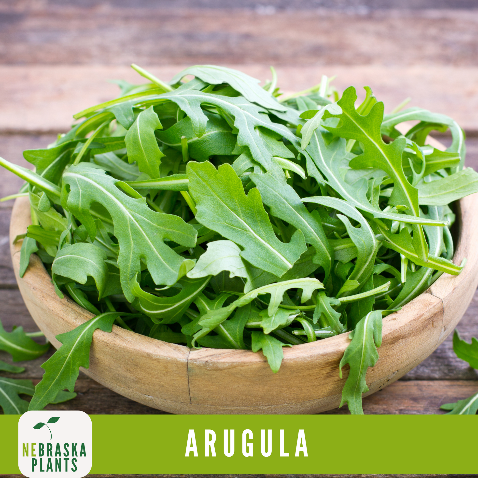 Roquette Arugula Seeds - Nebraska Seeds