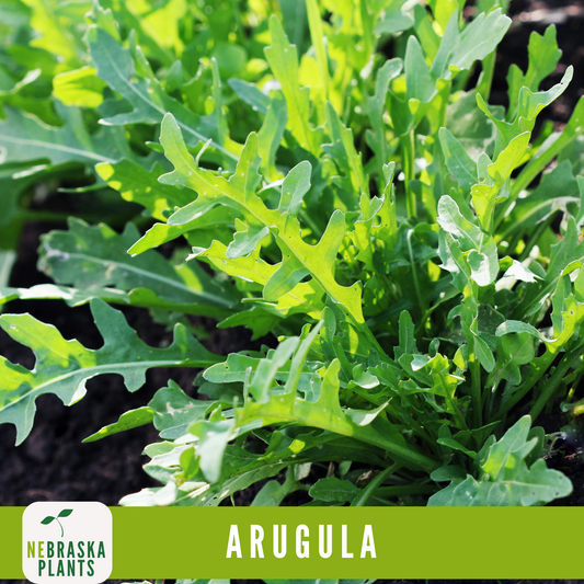 Roquette Arugula Seeds - Nebraska Seeds