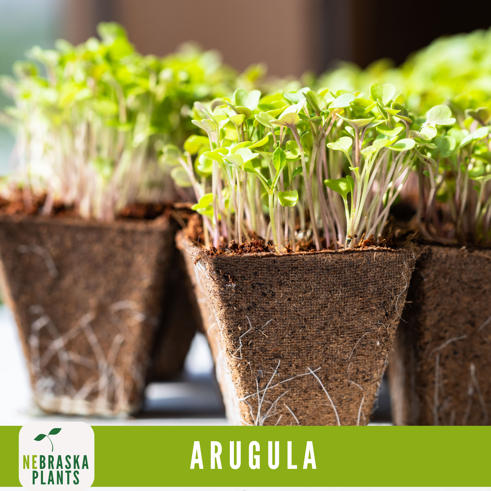 Roquette Arugula Seeds - Nebraska Seeds