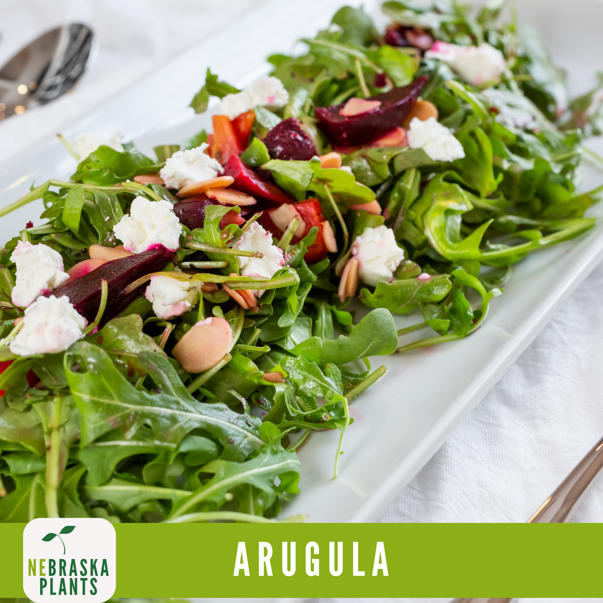 Roquette Arugula Seeds - Nebraska Seeds