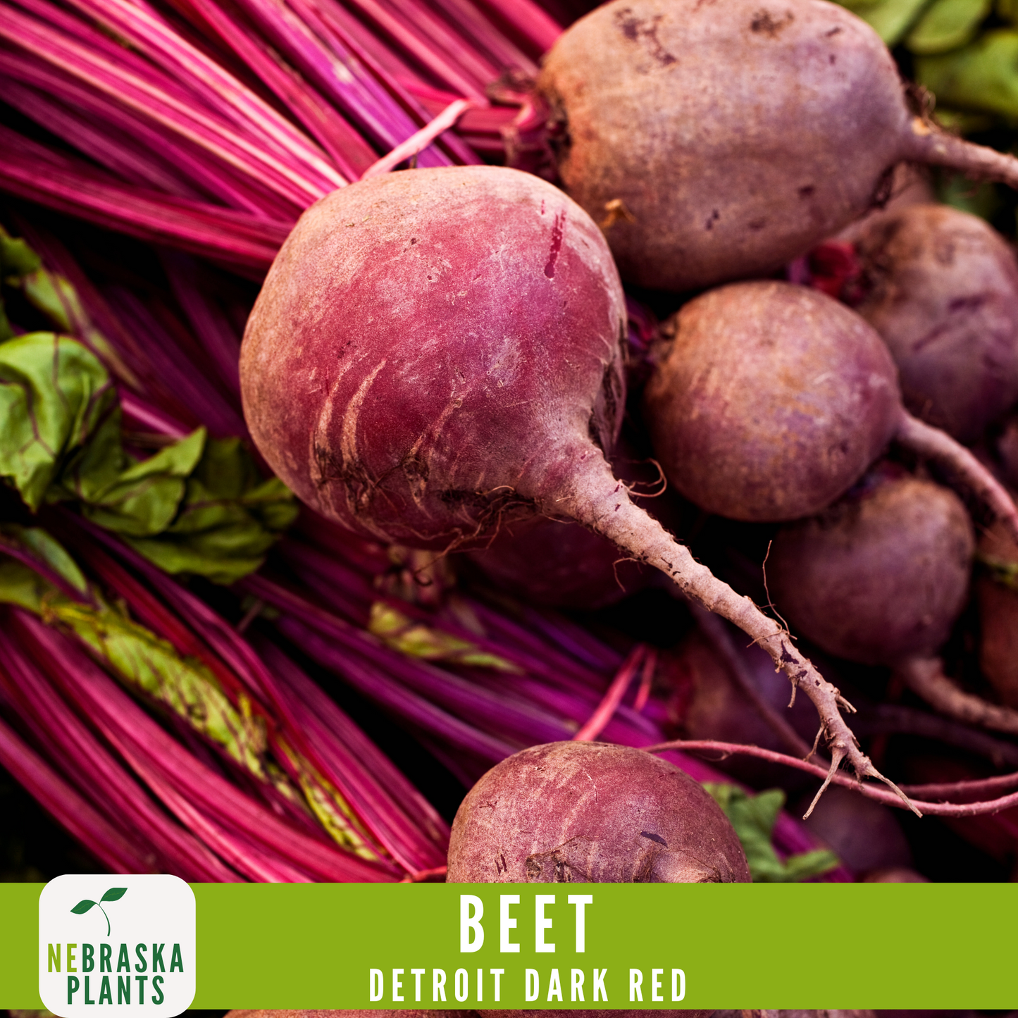 Detroit Dark Red Beet Seeds - Nebraska Seeds