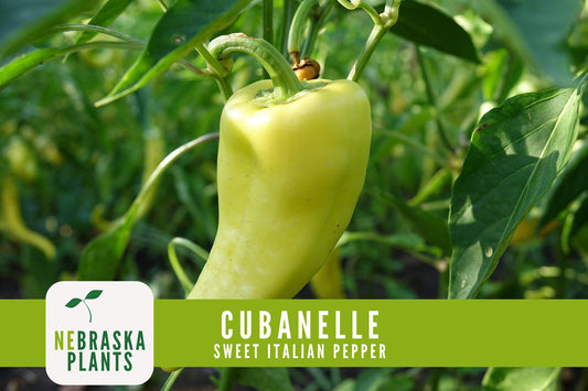 Italian Sweet Frying Cubanelle Pepper Seeds - Nebraska Seeds