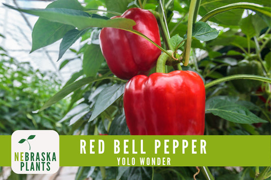 Red Bell Pepper Seeds - Yolo Wonder Heirloom Red Pepper Seeds - Nebraska Seeds