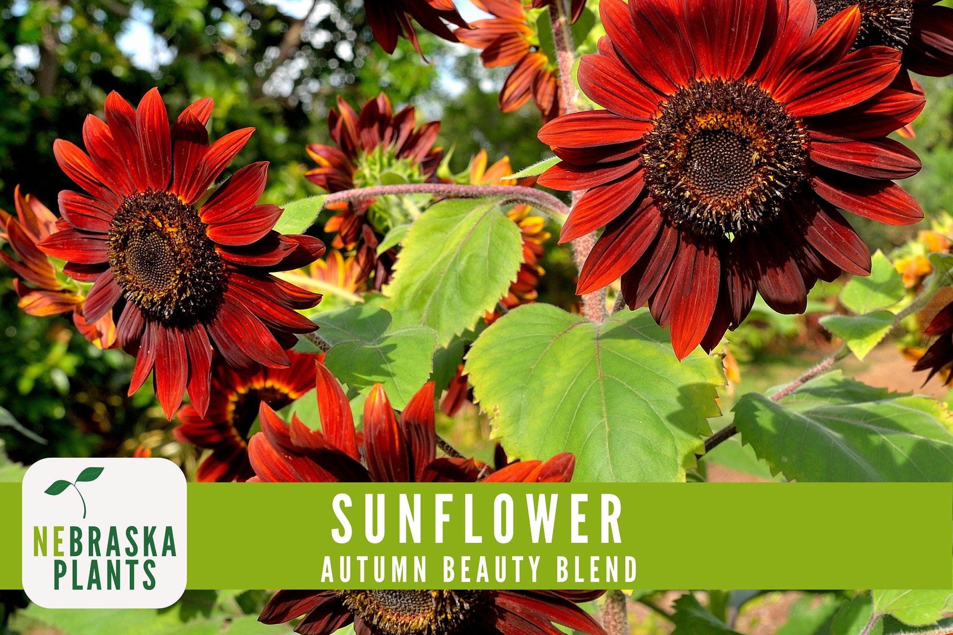 Sunflower Seeds - Autumn Beauty Blend Heirloom Sunflower Seeds - Nebraska Seeds