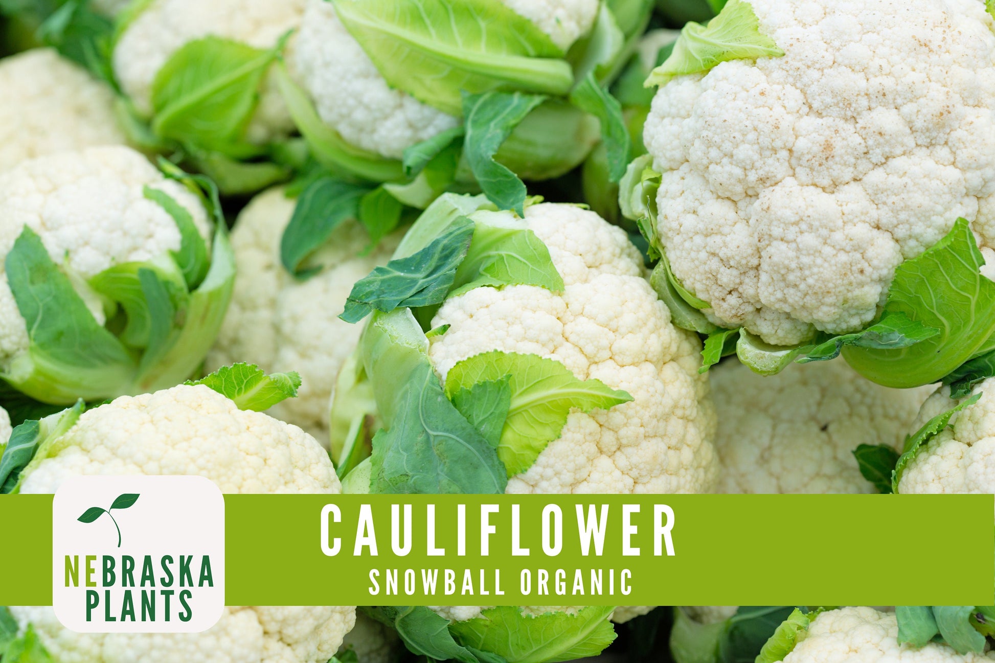 Organic Snowball Cauliflower Seeds - Nebraska Seeds