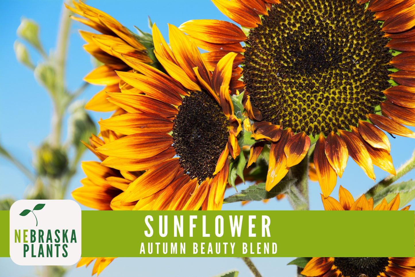 Sunflower Seeds - Autumn Beauty Blend Heirloom Sunflower Seeds - Nebraska Seeds