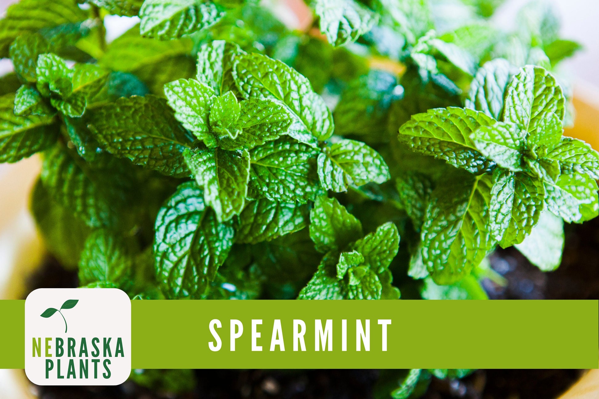 Spearmint Seeds - Common Mint Heirloom Herb Seeds - Nebraska Seeds