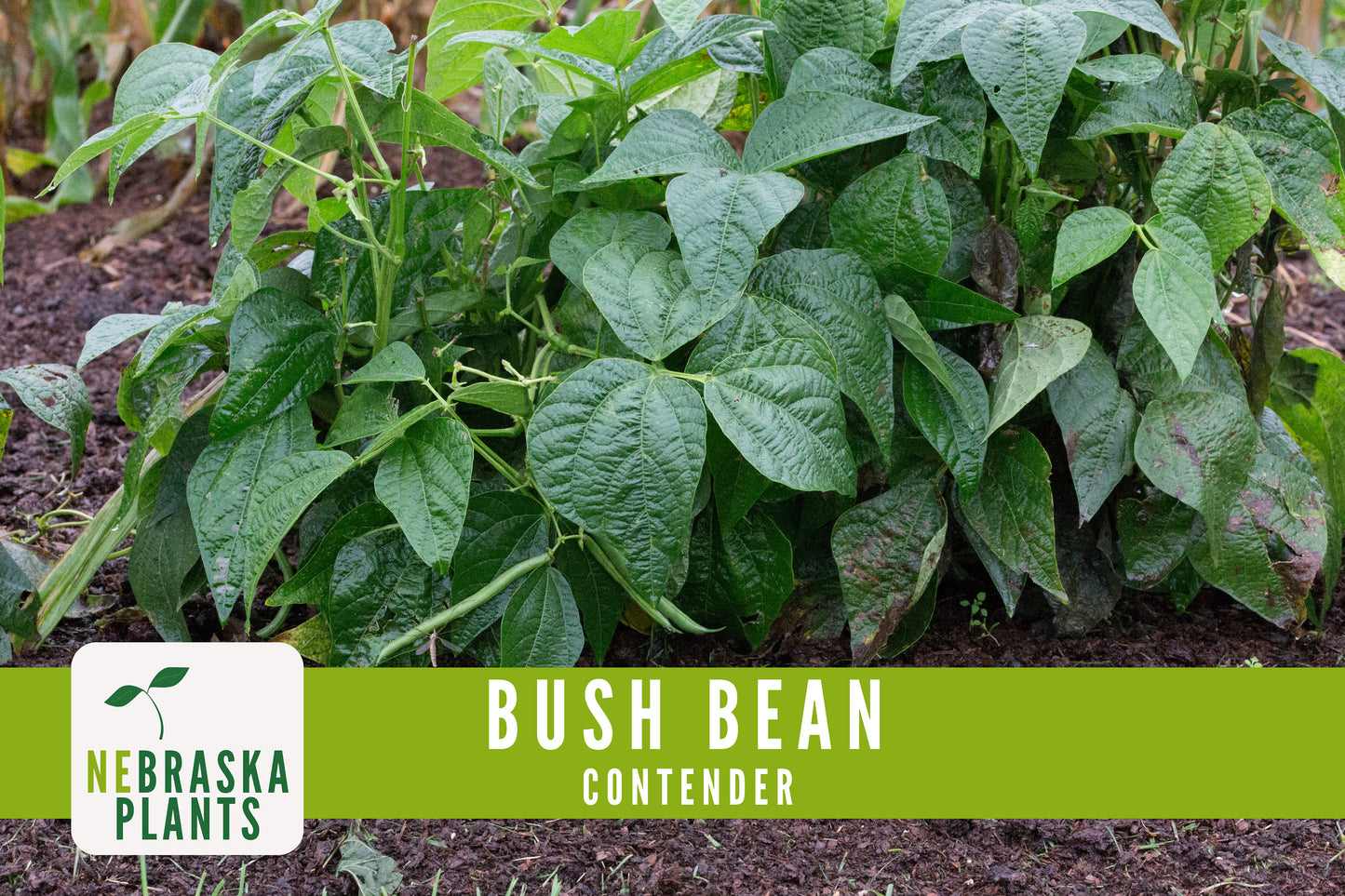 Contender Bush Bean Seeds - Nebraska Seeds