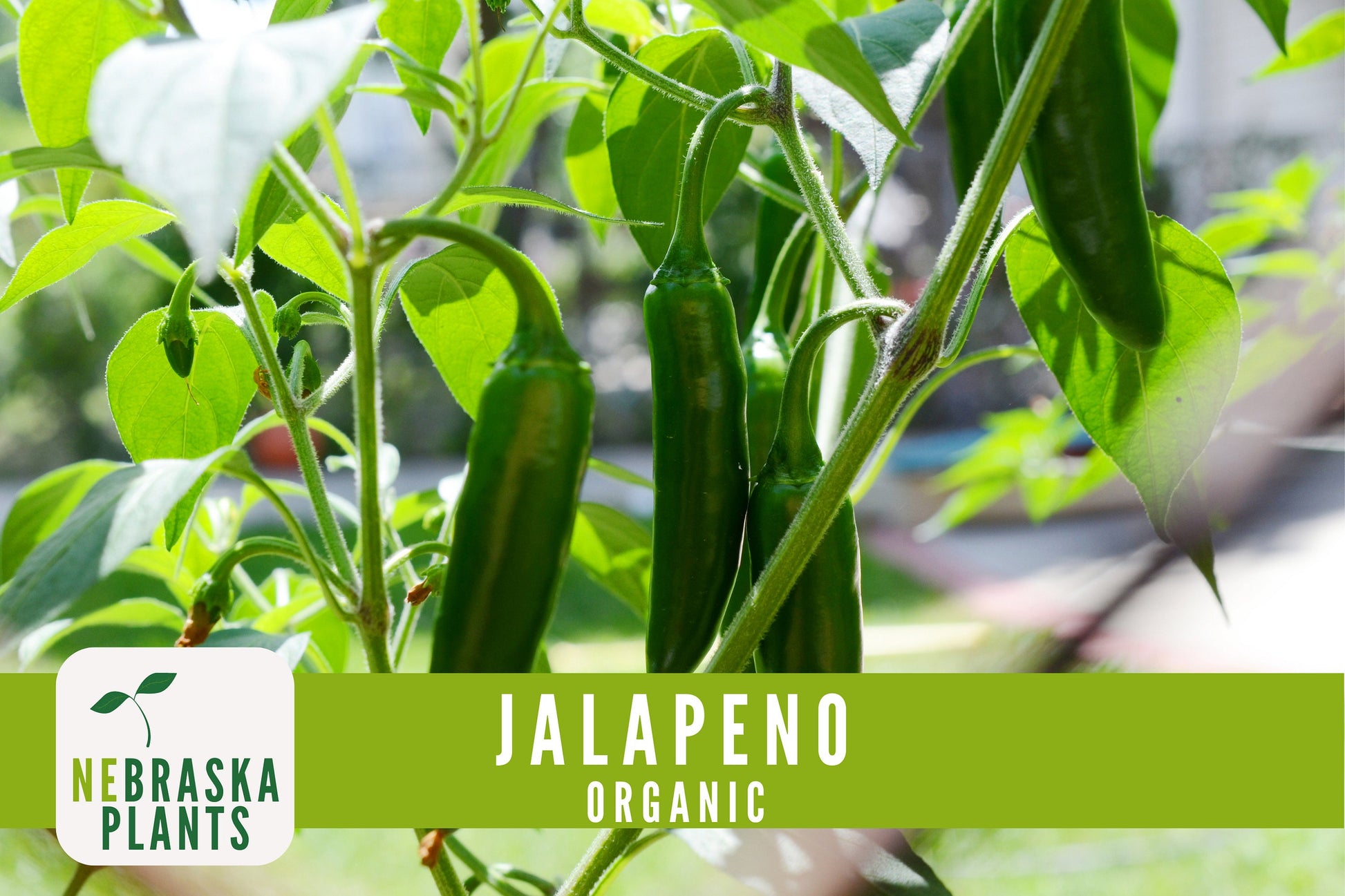 Organic Jalapeño Pepper Seeds - Nebraska Seeds