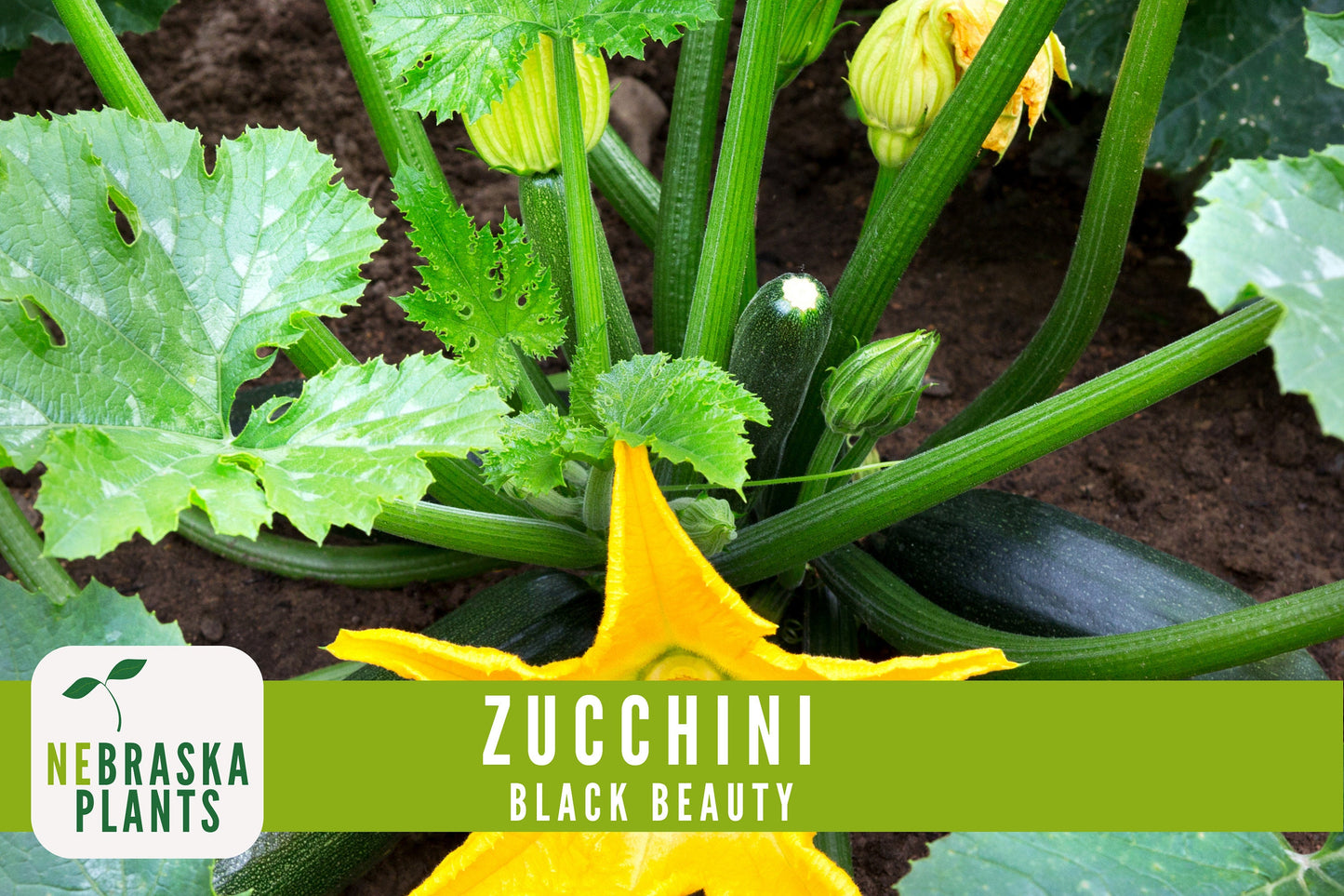 Zucchini Seeds - Black Beauty Heirloom Zucchini Squash Seeds - Nebraska Seeds