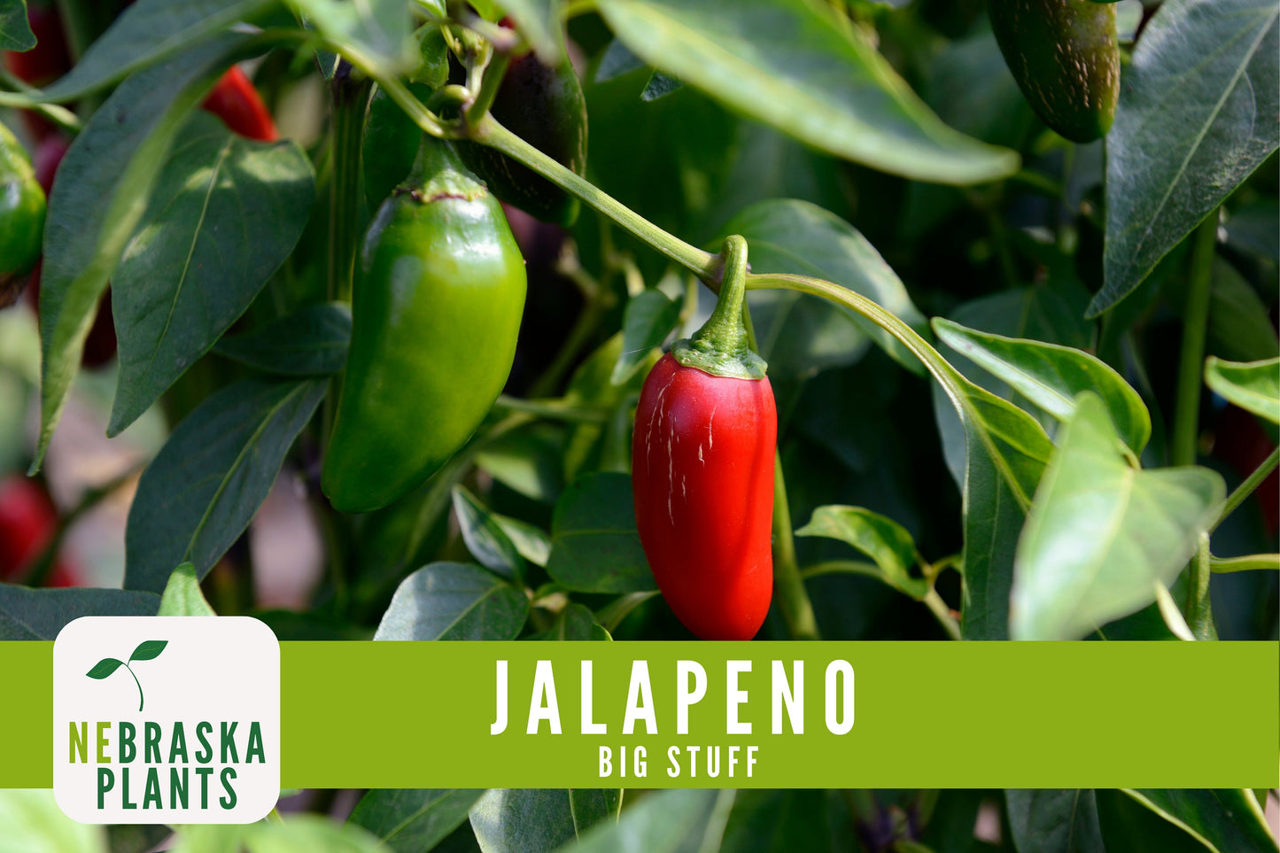 Big Stuff Jalapeño Pepper Seeds - Nebraska Seeds