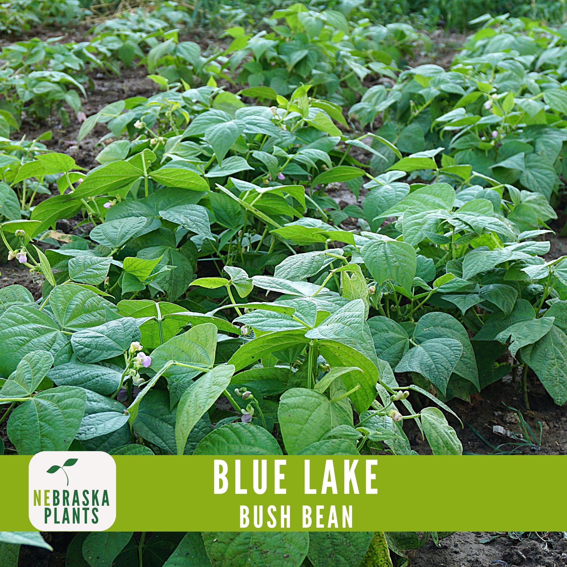 Blue Lake Bush Bean Seeds - Nebraska Seeds