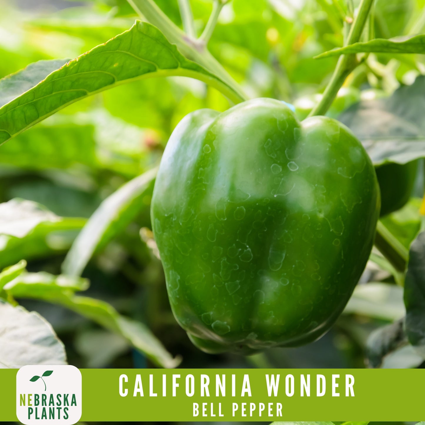 California Wonder Heirloom Bell Pepper Seeds - Nebraska Seeds