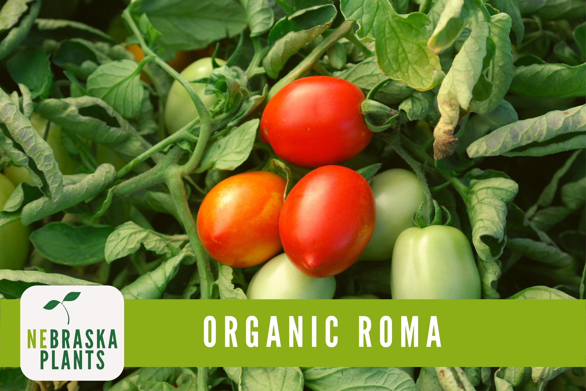 Organic Heirloom Roma Tomato Seeds - Nebraska Seeds