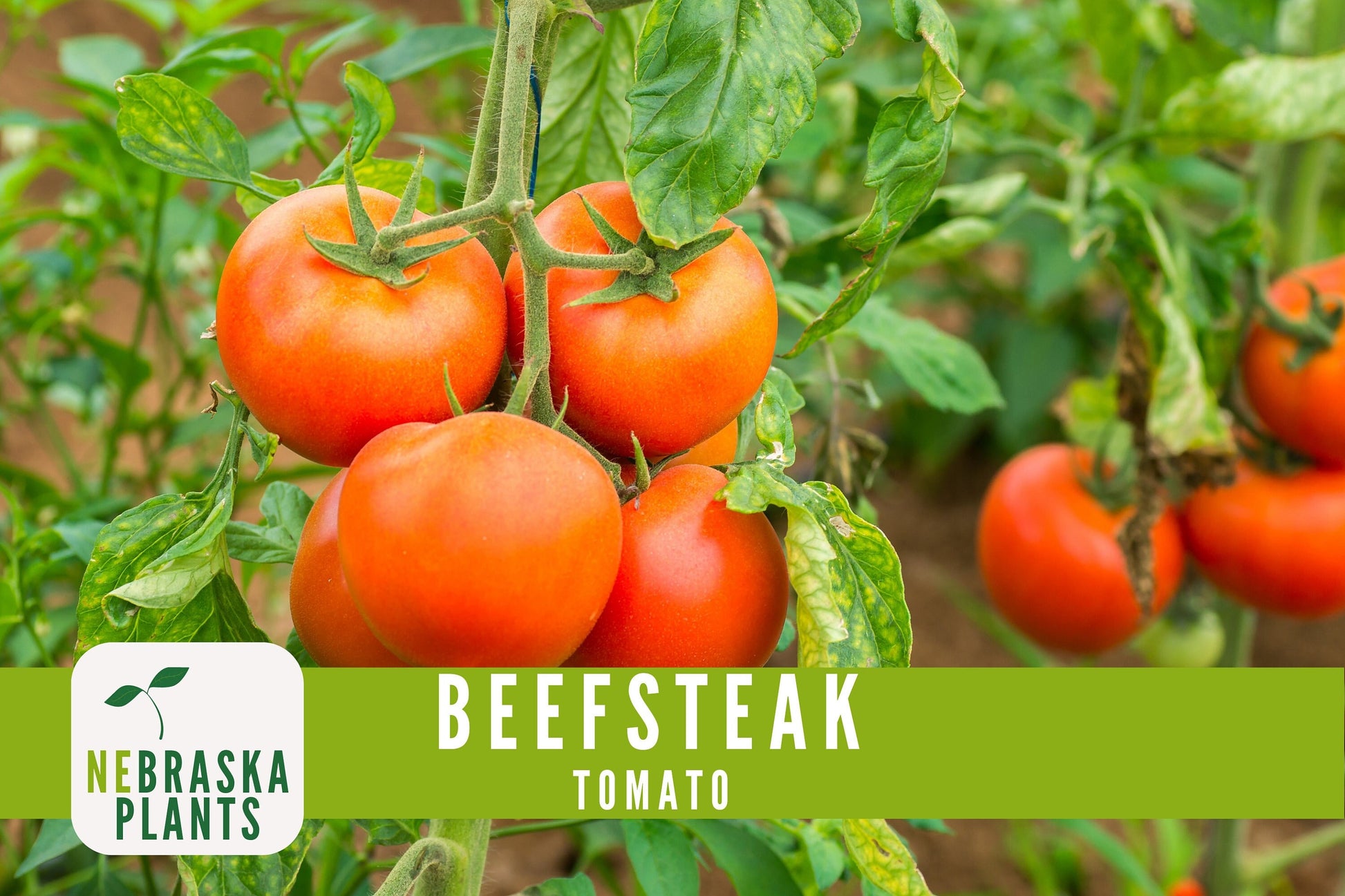 Beefsteak Tomato Seeds - Nebraska Seeds