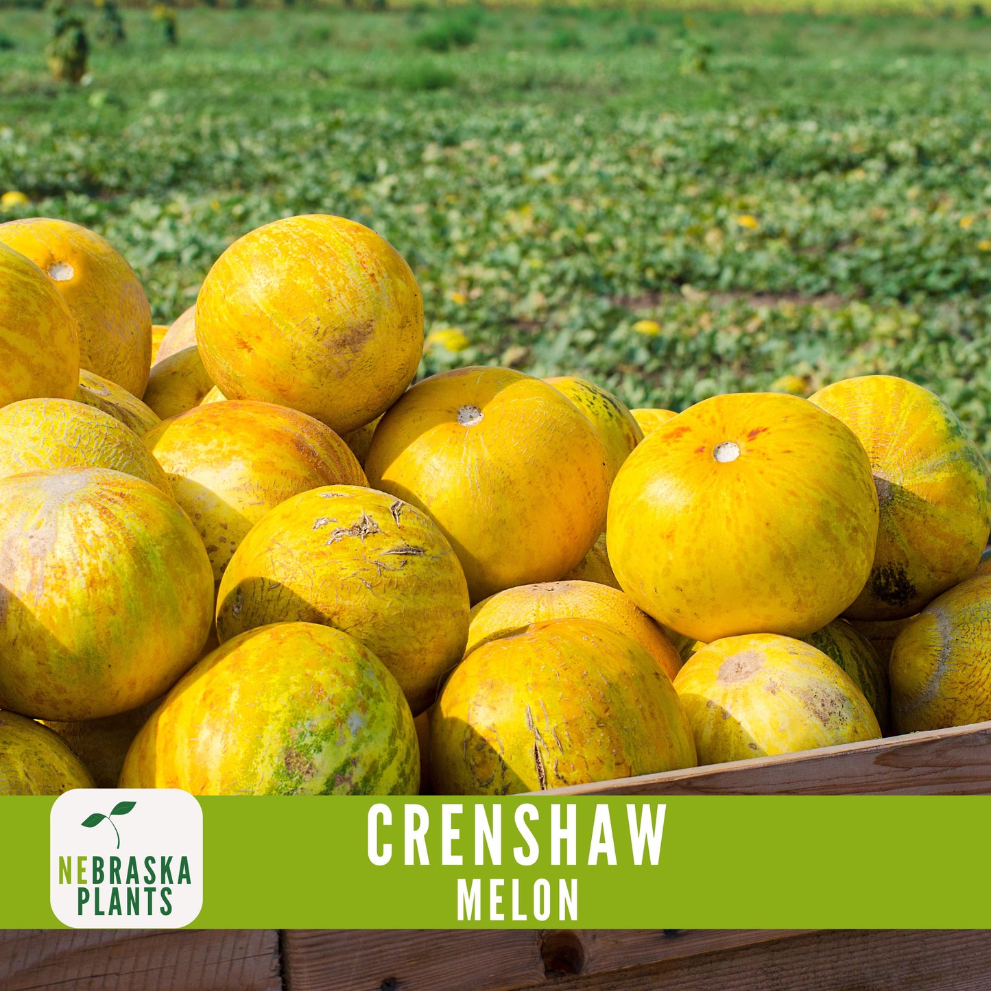 Crenshaw Melon Seeds - Nebraska Seeds