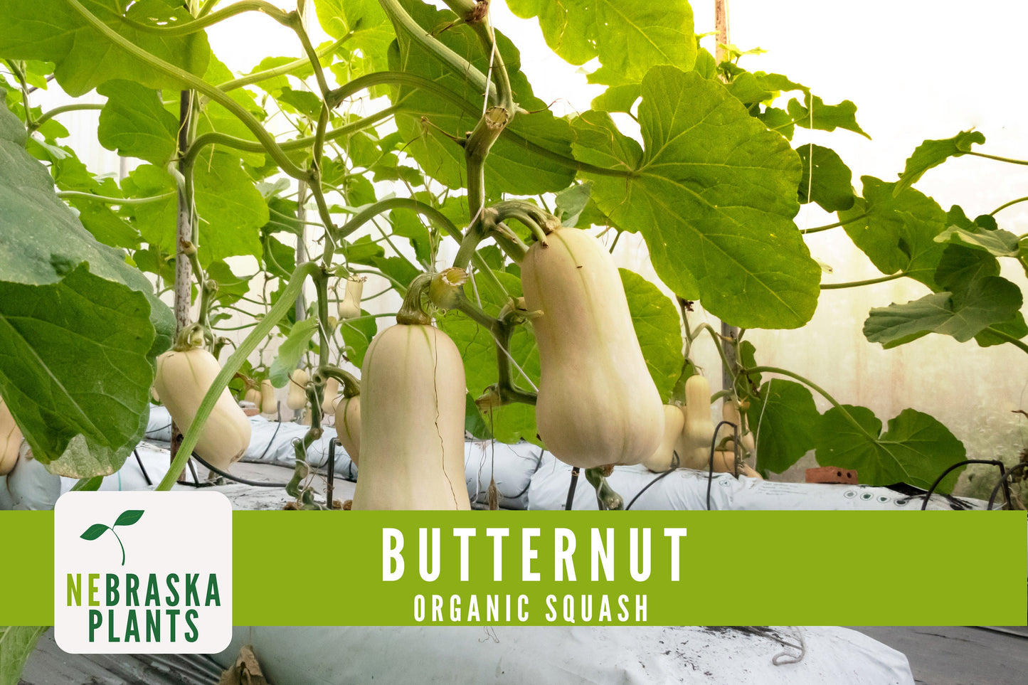 Organic Waltham Butternut Squash Seeds - Nebraska Seeds