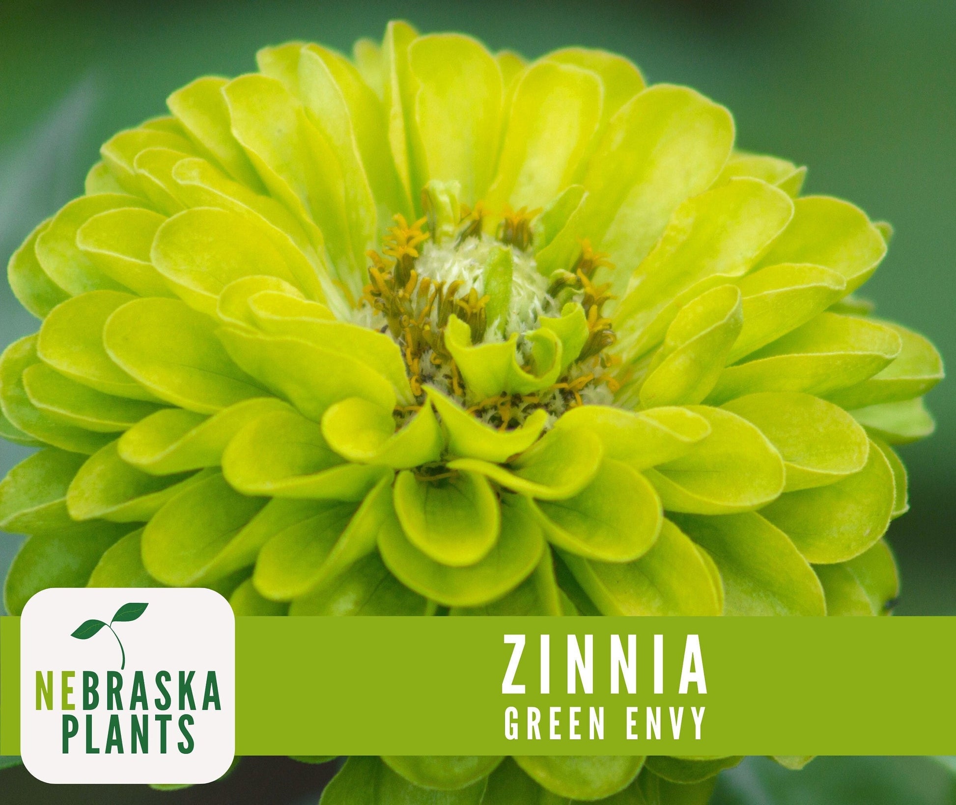 Green Envy Zinnia Seeds - Nebraska Seeds